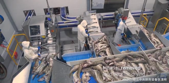 大型水产鱼类深加工机械生产鱼头FB体育 FB体育平台鱼片鱼丸自动化设备(图1)