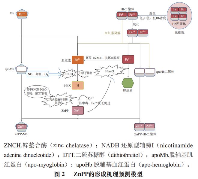 《食品科学》：东北农业大学孔保华教授等：锌原卟啉形成和呈色机理及替代肉制品中亚硝酸盐的研究进展FB体育 FB体育平台(图3)