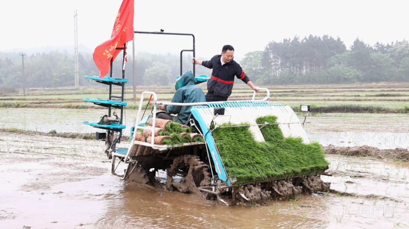 提单产 促增收 永州FB体育 FB体育平台机械化合理密植推广忙(图2)